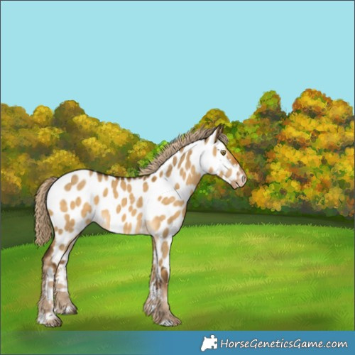 Horse Color:Chocolate Palomino Dun Near Leopard 