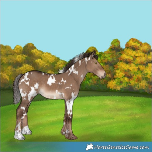 Horse Color:White Spotted Liver Red Dun 