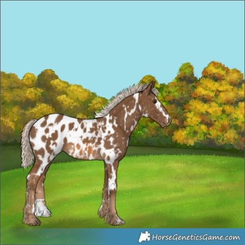 Horse Color:White Spotted Chocolate Palomino Appaloosa