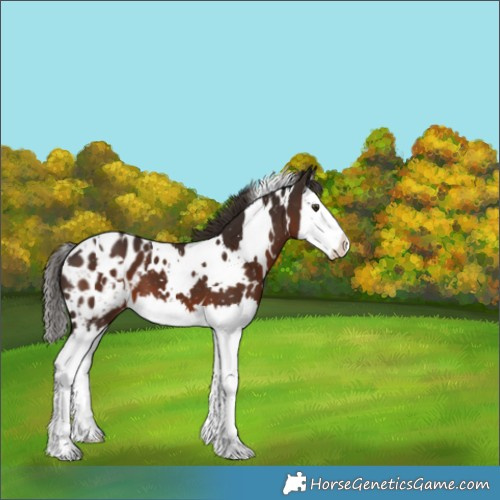 Horse Color:White Spotted Liver Chestnut Splash Appaloosa