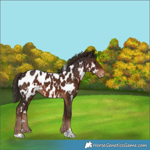 Horse Color:White Spotted Liver Chestnut Near Leopard 
