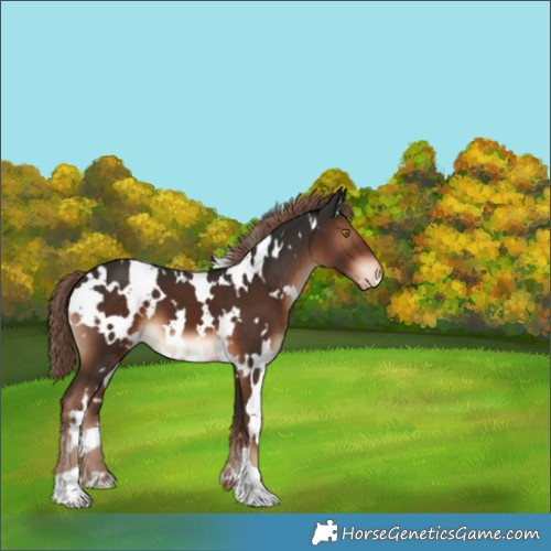 Horse Color:White Spotted Liver Chestnut Varnish 