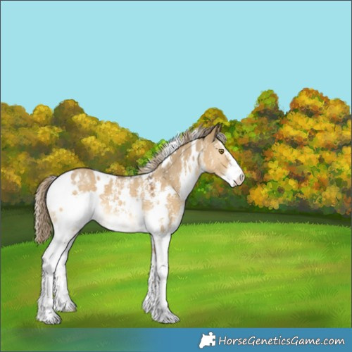 Horse Color:White Spotted Chocolate Palomino Dun Sabino 