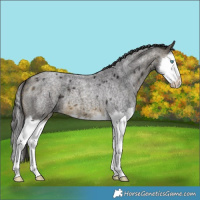 Horse Color:Buckskin Roan Splash 