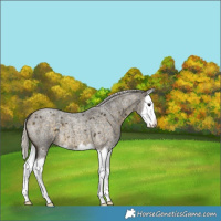 Horse Color:Silver Buckskin Roan Splash 