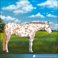 Horse Color:Chestnut Splash Near Leopard 