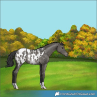 Horse Color:Grullo Appaloosa Rabicano Brindle 