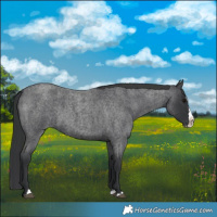 Horse Color:Blue Roan Splash 