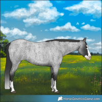 Horse Color:Blue Roan Splash 