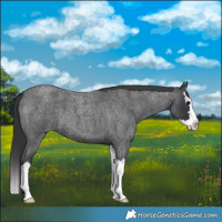 Horse Color:Blue Roan Splash 