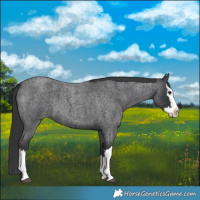 Horse Color:Blue Roan Splash 