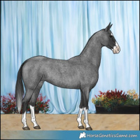 Horse Color:Blue Roan Splash 