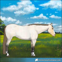 Horse Color:Buckskin Roan Varnish 