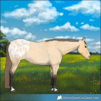 Horse Color:Buckskin Roan Blanket 