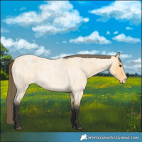Horse Color:Buckskin Roan Varnish 