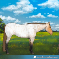 Horse Color:Buckskin Roan Blanket 