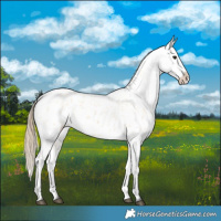 Horse Color:Buckskin Roan Blanket 