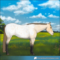 Horse Color:Buckskin Roan Appaloosa 