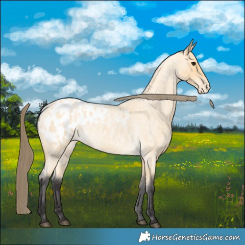 Horse Color:Buckskin Roan Appaloosa 