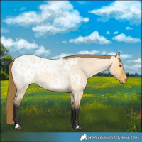 Horse Color:Buckskin Roan Dun Appaloosa 