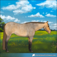Horse Color:Buckskin Roan Varnish 