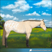 Horse Color:Buckskin Roan Blanket 