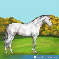 Horse Color:White Spotted Brown 