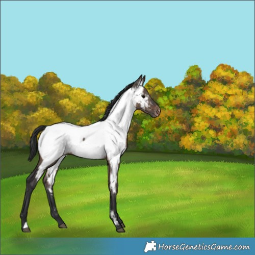 Horse Color:Brown Dun Appaloosa Brindle 