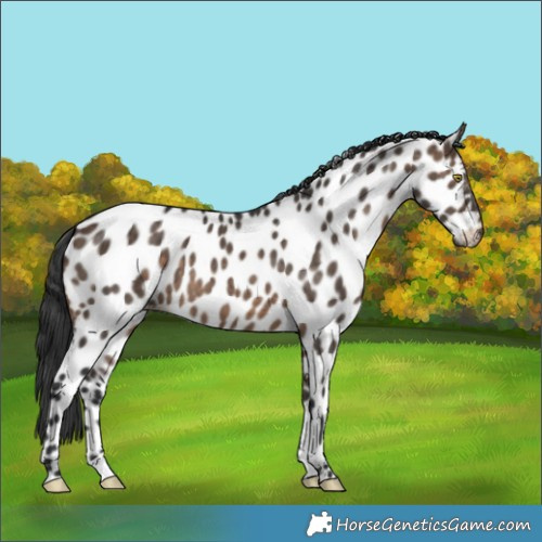 Horse Color:Brown Dun Appaloosa Brindle