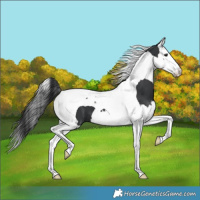 Horse Color:Black Splash Tobiano 