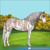 Horse Color:Silver Bay Roan Sabino 