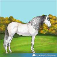 Horse Color:Gray Buckskin Roan Dun Splash Rabicano 