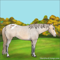 Horse Color:Buckskin Sabino Splash Tobiano Blanket 