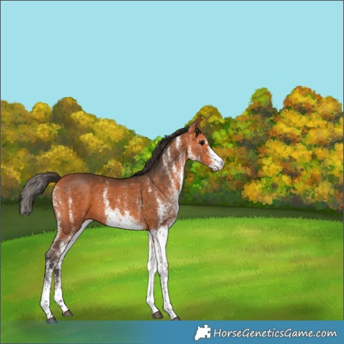 Horse Color:White Spotted Bay Rabicano 