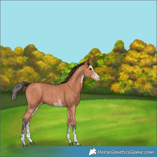 Horse Color:White Spotted Bay Rabicano 