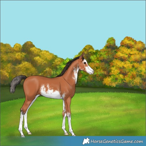 Horse Color:White Spotted Bay 
