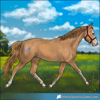 Horse Color:Chestnut  and Chestnut 