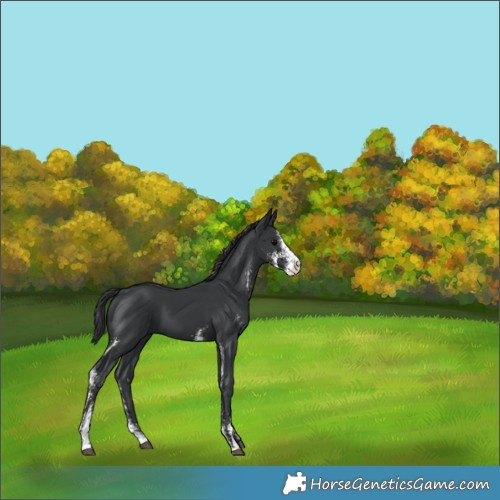 Horse Color:Black Sabino 