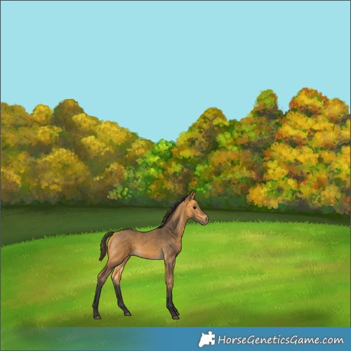 Horse Color:Buckskin 