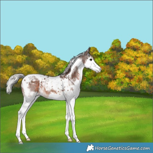 Horse Color:Silver Brown Splash Tobiano 
