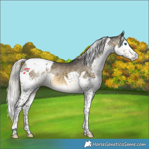 Horse Color:Silver Buckskin Splash Tobiano Appaloosa 