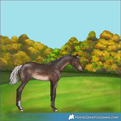 Horse Color:Silver Brown Tobiano 