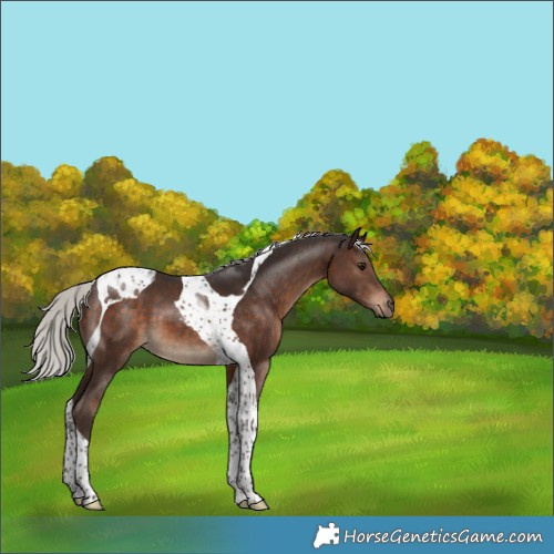 Horse Color:Silver Brown Tobiano 