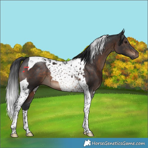 Horse Color:Brown Tobiano 