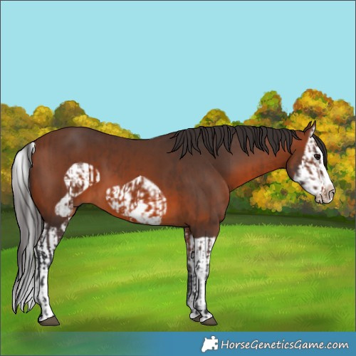 Horse Color:Brown Splash Frame  and Bay Splash Frame 