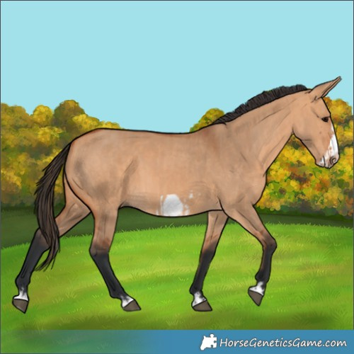 Horse Color:Bay Dun Splash Frame  and Bay Dun Splash Frame 