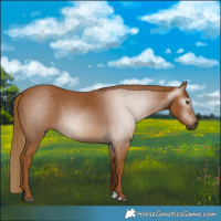 Horse Color:Gray Chestnut 
