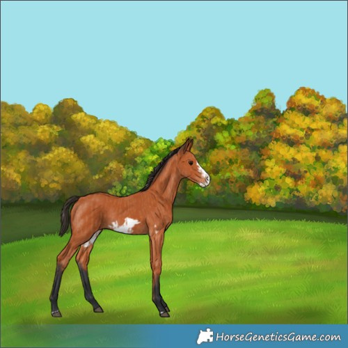 Horse Color:Bay Frame  and Bay Frame Rabicano 