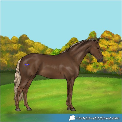 Horse Color:Gray Chocolate Palomino 