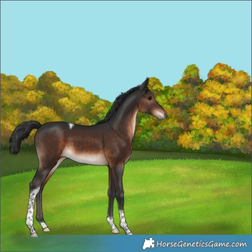 Horse Color:Brown Tobiano 
